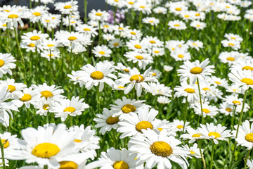 Fototapeta premium Margeritenwiese