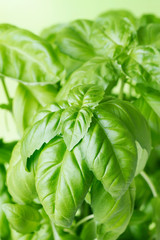 green basil background