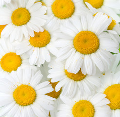 Fototapeta premium Background of chamomile flowers