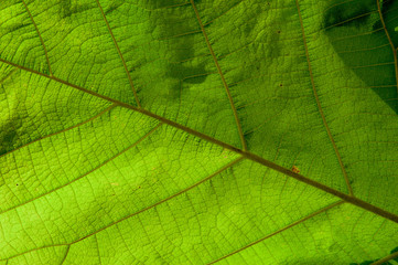 Texture of a green leaf as background