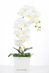 White Orchid Artificial flowers made of fabric in the plastic va