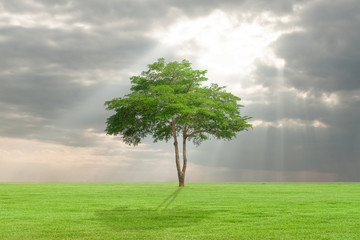 Fototapeta na wymiar big tree with green field and sunlight
