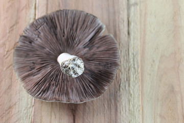 poisonous mushrooms.