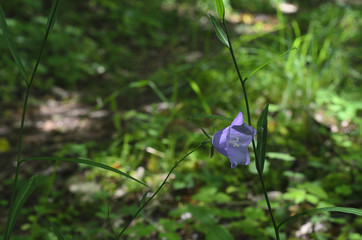 forest flower