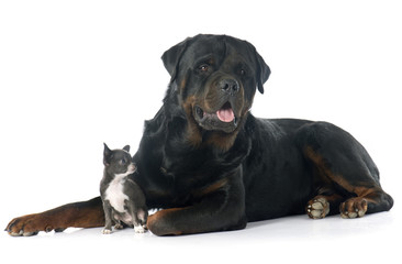 Fototapeta premium puppy chihuahua and rottweiler