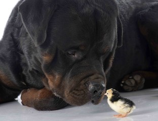 rottweiler and chick