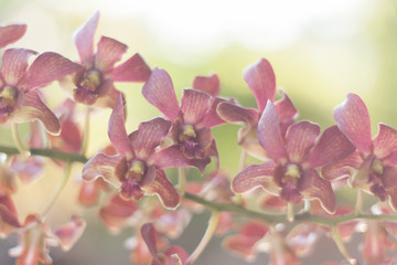 Orchids in soft style background