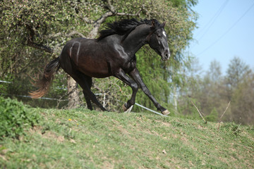 Young andalusian stallion running
