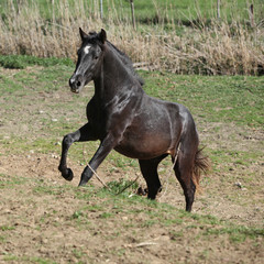 Obraz na płótnie Canvas Young andalusian stallion running