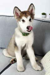 Cute Alaskan Malamute puppy on sofa, close up