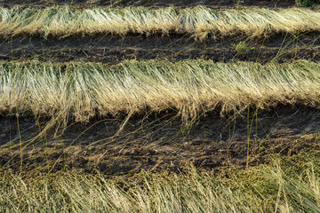 Flax field