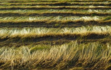 Flax field