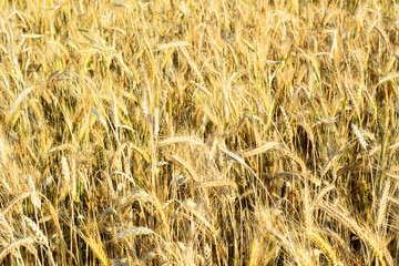 Rye