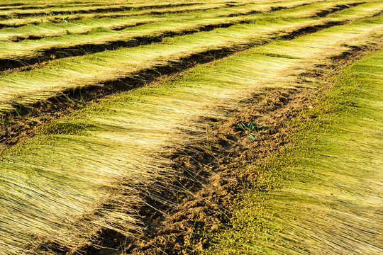 Flax Field