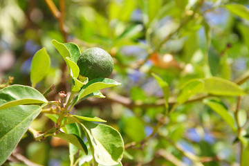 Limes on tree