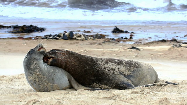 New zealand sea lions mating dance on the shore
