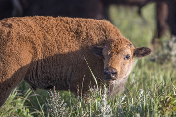American bison calf in tall grass prairie; Maxwell Wildlife Preserve, Kansas