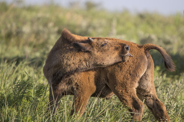 American bison calf licking itself; Maxwell Wildlife Preserve, Kansas