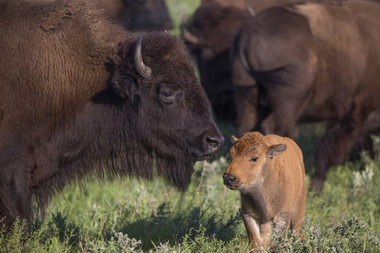 American bison cow with calf; Maxwell Wildlife Preserve, Kansas