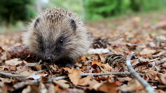 Hedgehog looks at the camera on a forest litter