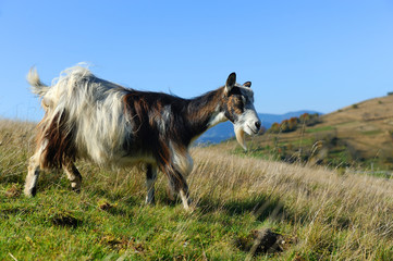 Goat in mountain. Autumn season