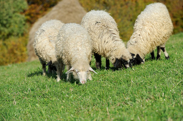 Flock sheep on a autumn field