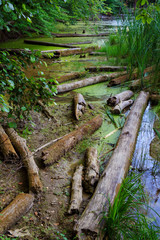 Kiev. Swampy Lake. Flooded trees, logs