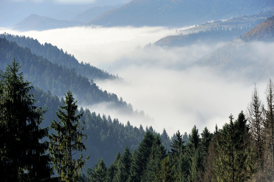 Fototapeta Forest on the mountain slope
