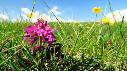 Alpine meadow with pink flower in foreground