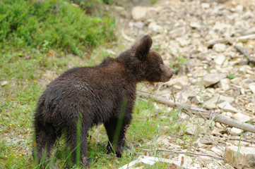 Fototapeta premium Brown bear cub
