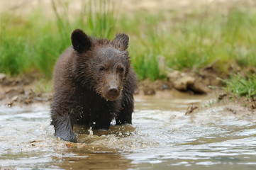 Brown bear cub