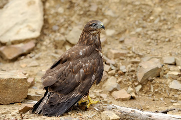 Common buzzard (Buteo buteo)