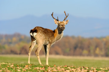 Whitetail Deer standing in autumn day