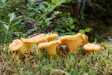 Group of chantarelles in moss © hans_chr