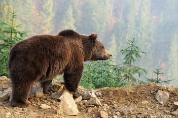 Foto op Plexiglas Brown bear © byrdyak