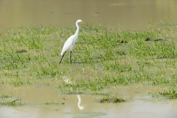 White egret