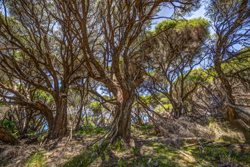 coastline forest