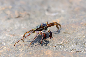 Marine crab on beach