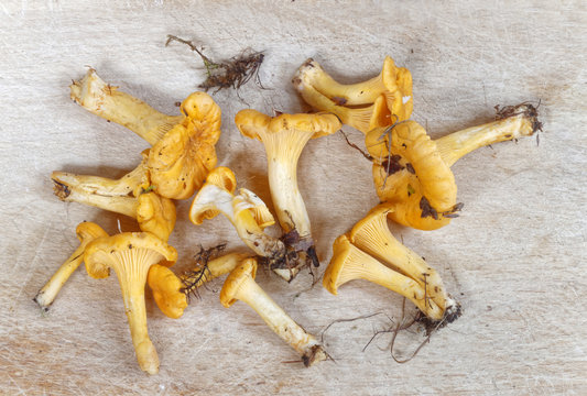 Cleanded group of chantarelles from obove