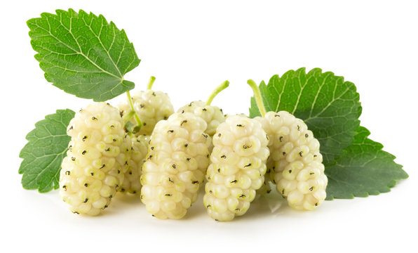 white mulberry isolated on the white background