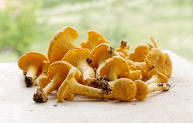 Cleanded group of chantarelles on a breadboard
