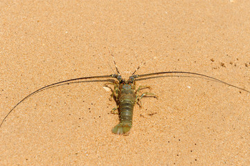 Lobster