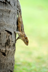 Wild chipmunk