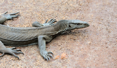 Monitor Lizard