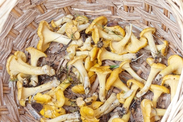 Group of chantarelles in a basket