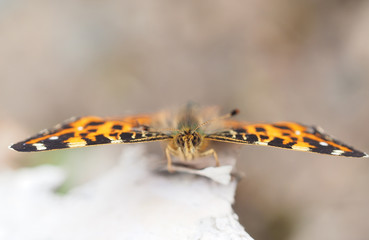 butterfly in the forest