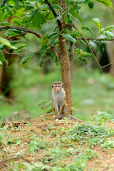 Monkey in the living nature