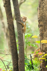 Monkey in the living nature