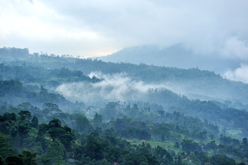 Forest and fog in the morning