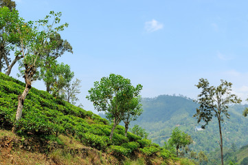 Tea plantation highlands